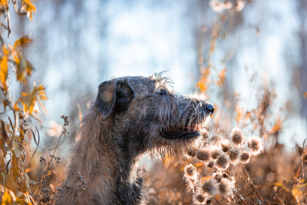 Фотография автора Елена Баврина