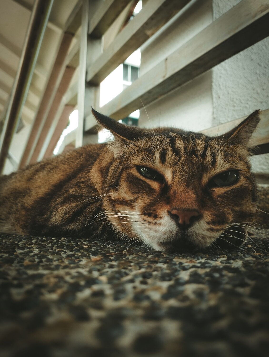 Chill cat