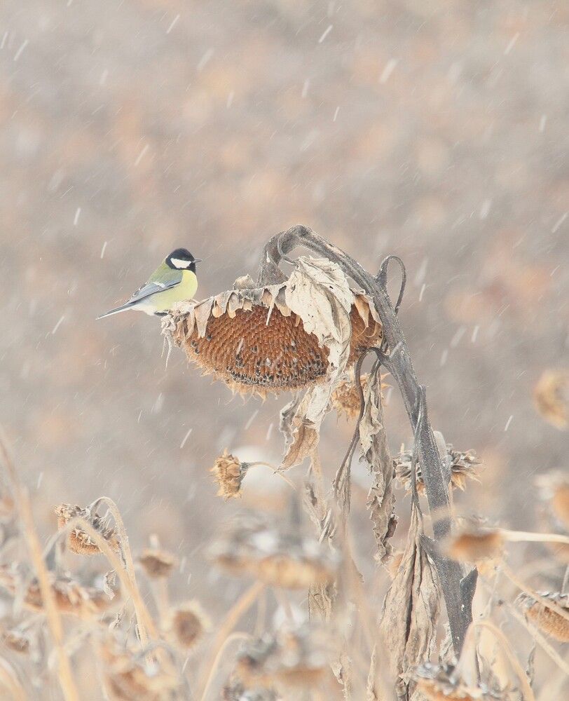 Фотография автора Татьяна Шебаршенко