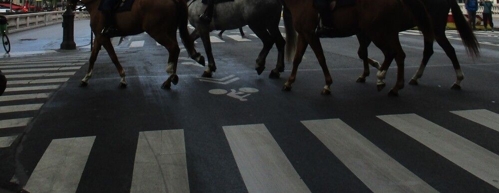 Ноги. Лошади. Зебры.