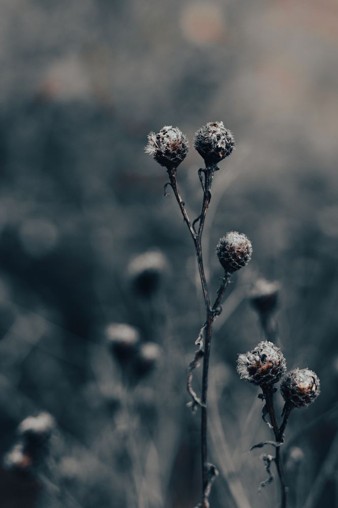 Photograph by Lionel Thenadey