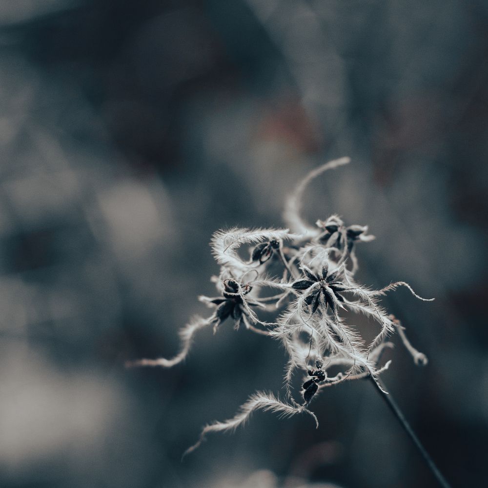 Photograph by Lionel Thenadey