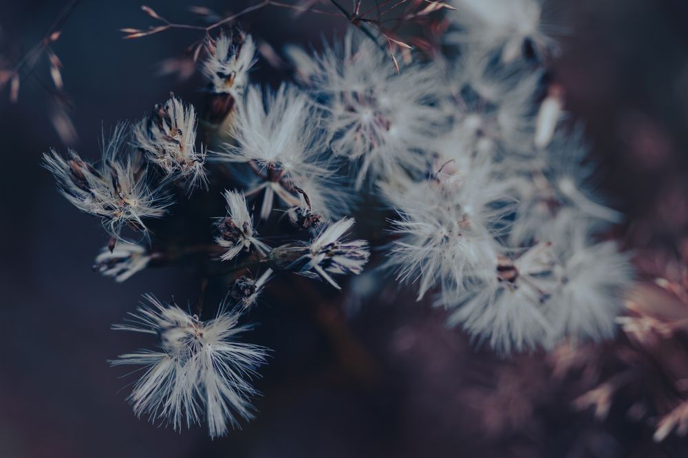 Photograph by Lionel Thenadey