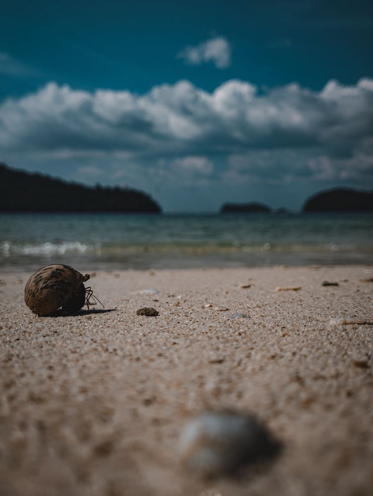 Hermit crab in the sands of langkawi