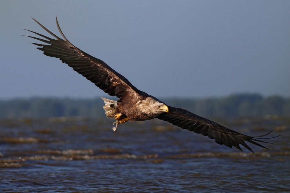 Береговая гвардия