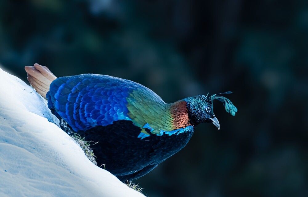 HIMALAYAN MONAL