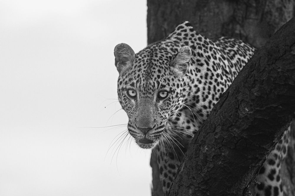 Photograph by Daniele Baronio