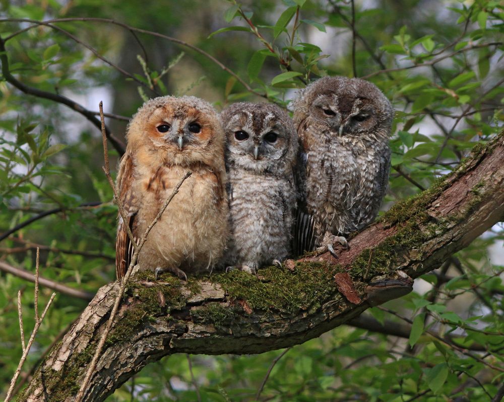 Взгляни на маленьких совят