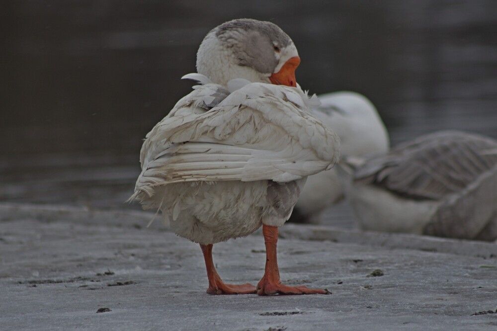 Фотография автора Виталий Дузь