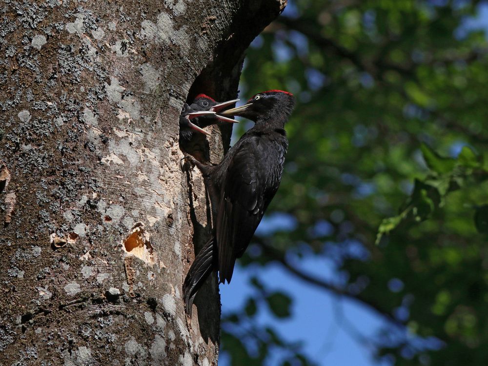 Ура! Папка прилетел!