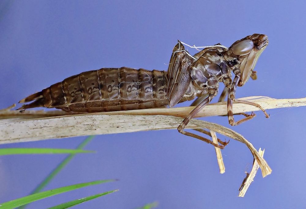 Наяда нимфа личинка Стрекозы