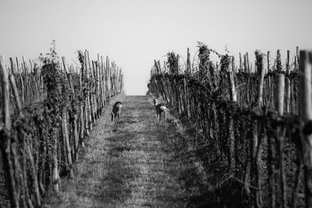 Photograph by Nada Trivunovic