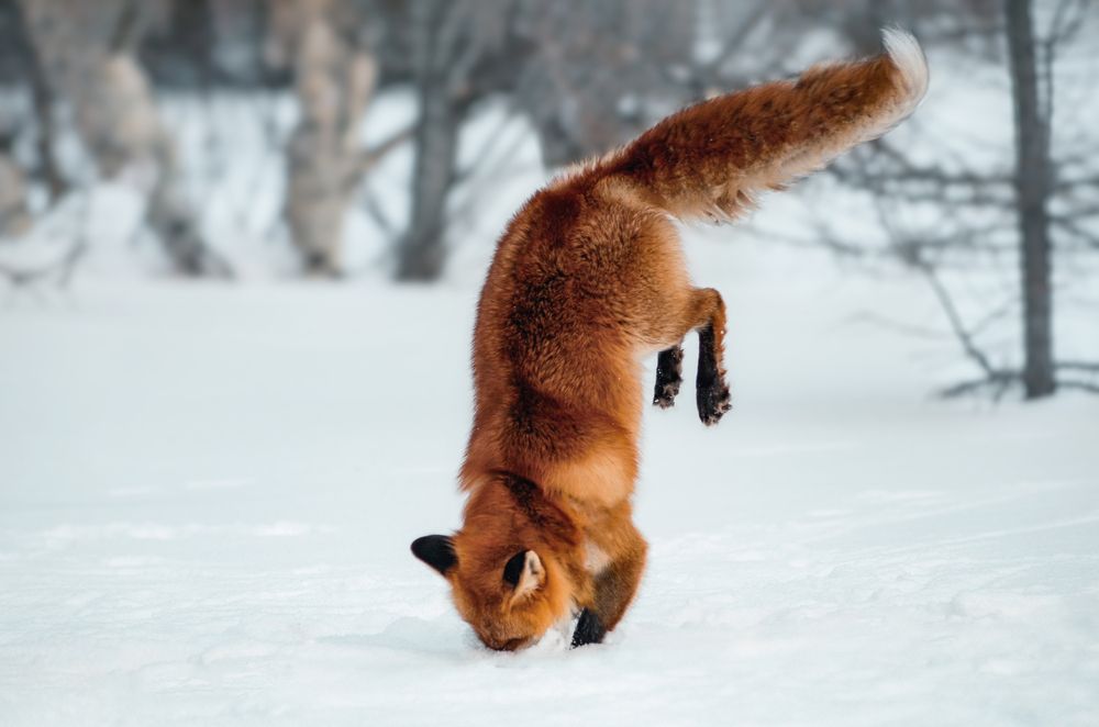 Photograph by Вероника Ливанова