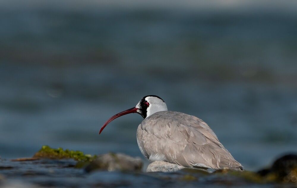 IBISBILL
