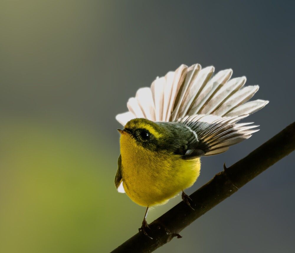 YELLOW BELLIED FANTAIL