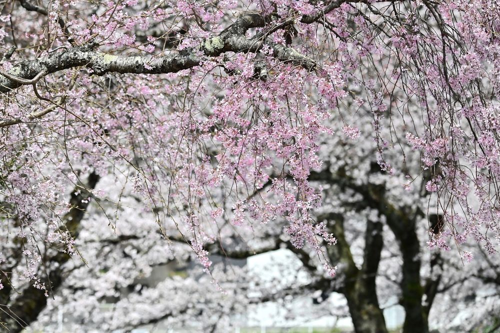 Photograph by Ohta Sigeki