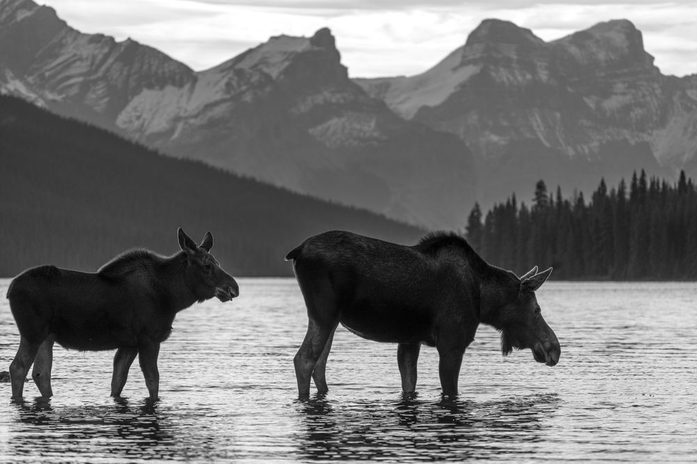 Photograph by Владимир Цветов