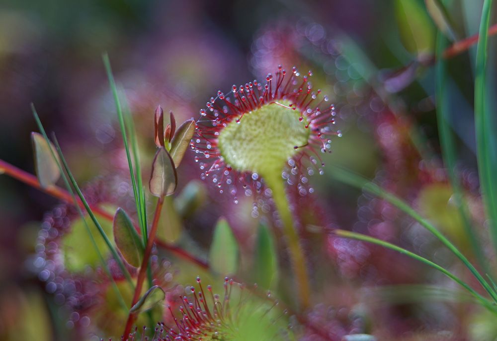Photograph by Лена Максимкина