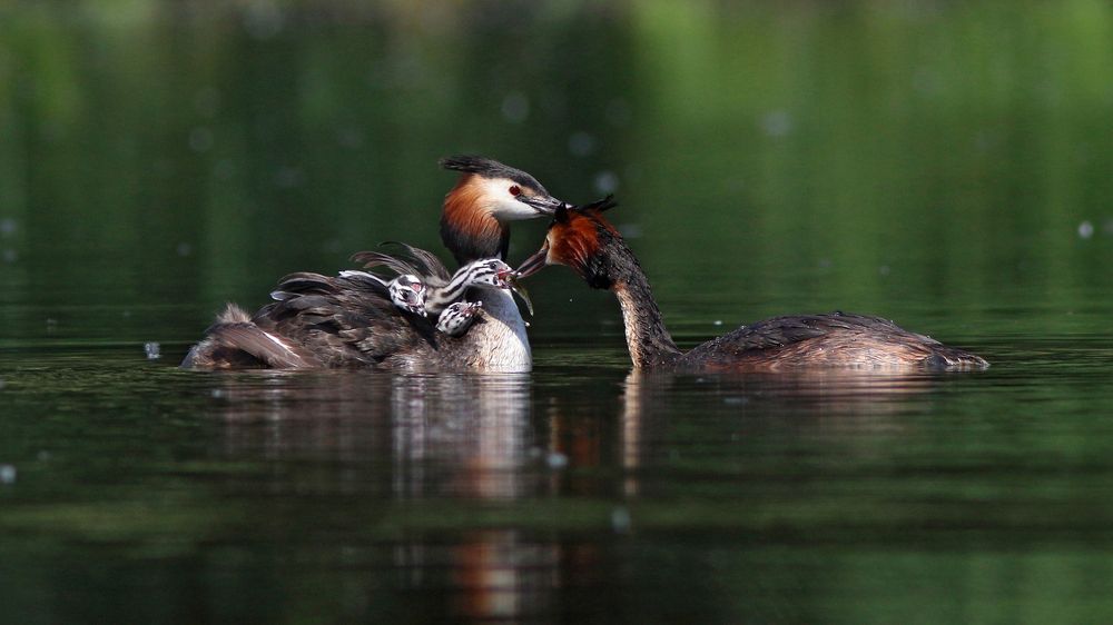 Рыбку за маму, рыбку за папу