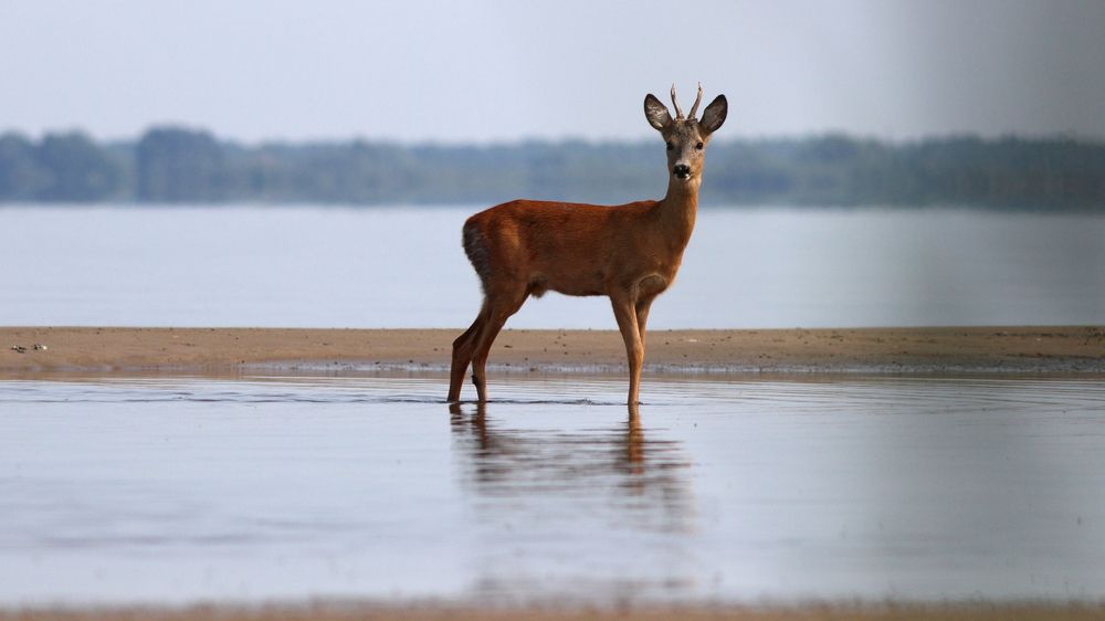 Косуля на Куршском заливе