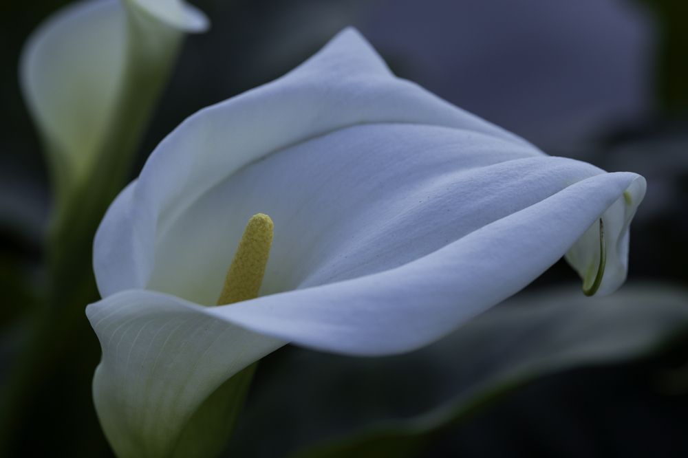 White calla lily