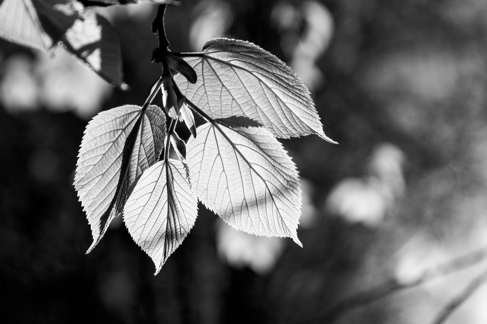 Фотография автора Halina Paspelava