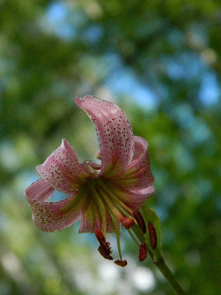 Лесная царевна