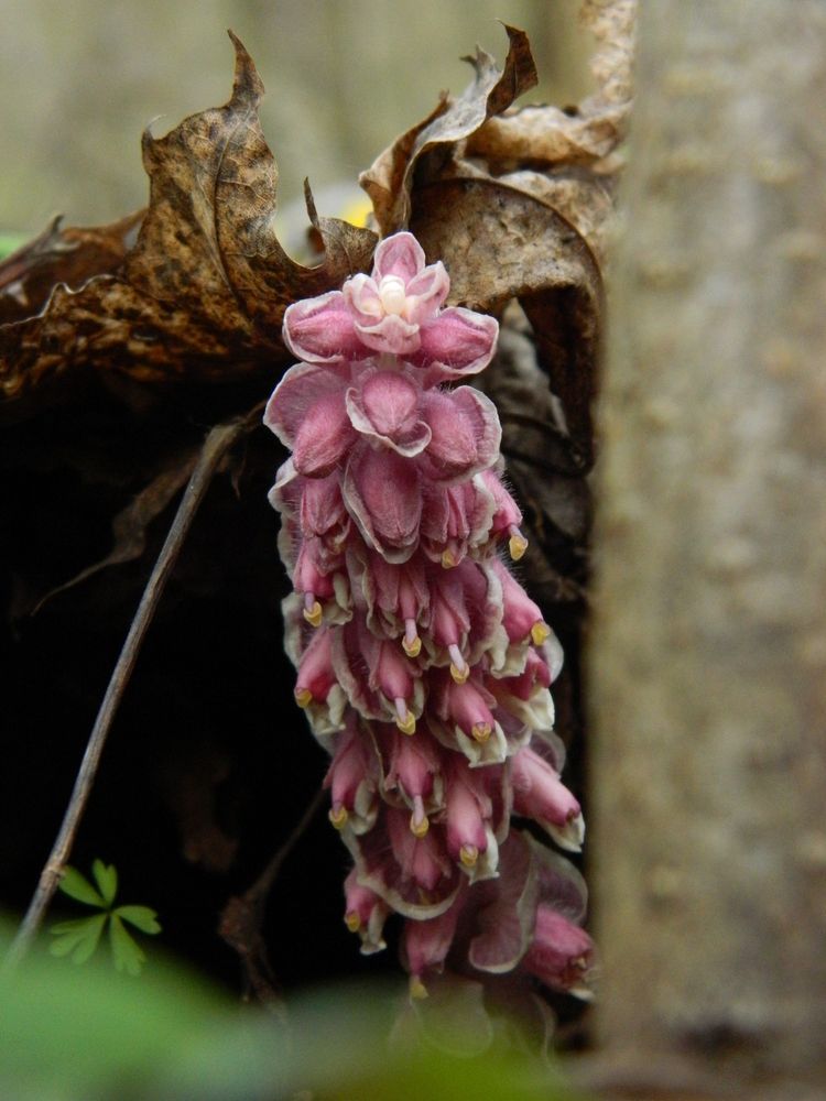 Апрельская мистерия