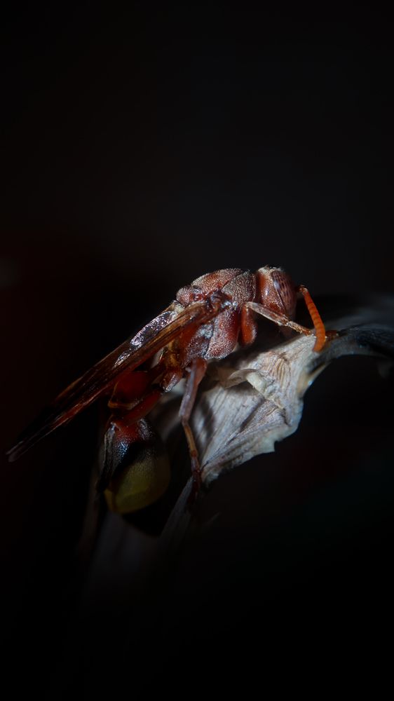 Shadow Hunter: The Wasp’s Midnight Feast