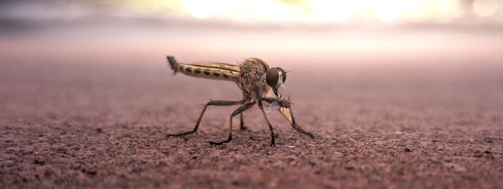 The Silent Assassin: Nature’s Perfect Predator in Action