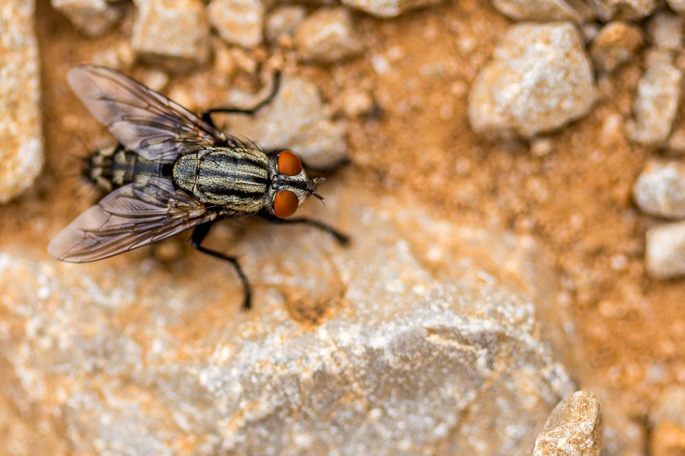 Photograph by Lionel Thenadey