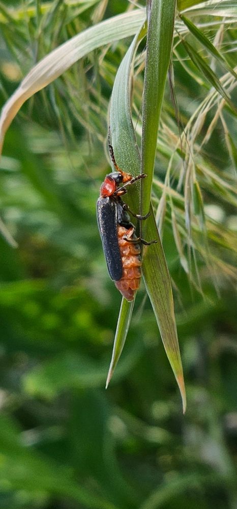Photograph by Елизавета Лемешко