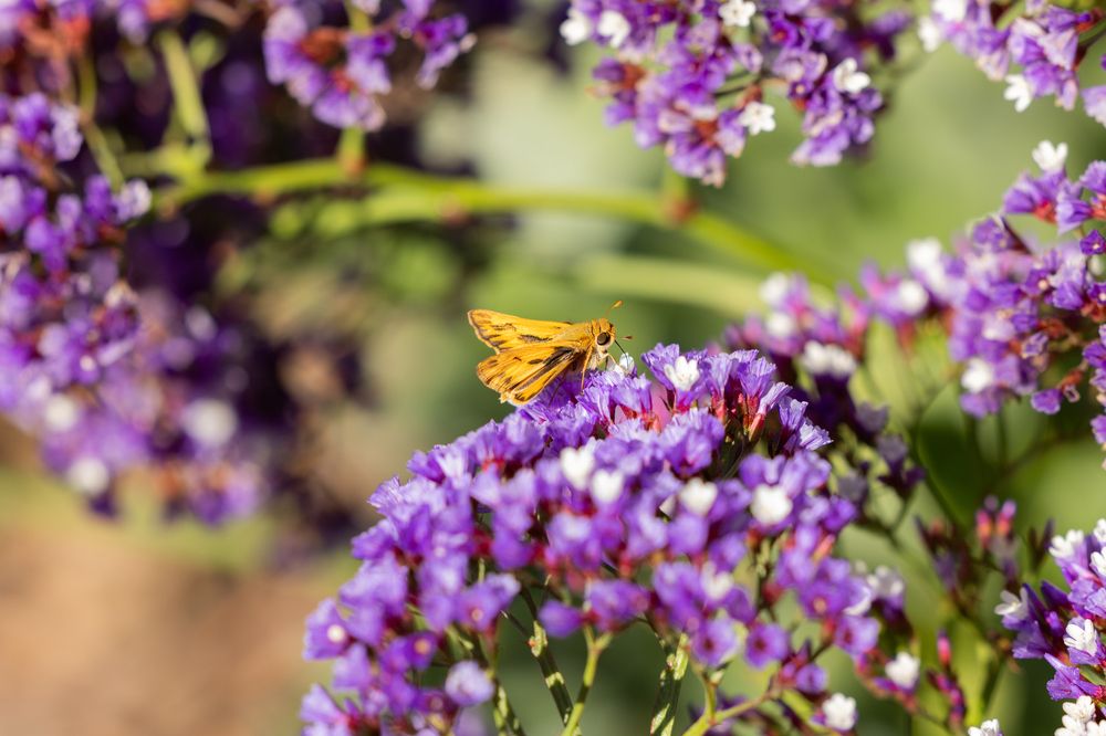 Photograph by HIRA SINGH