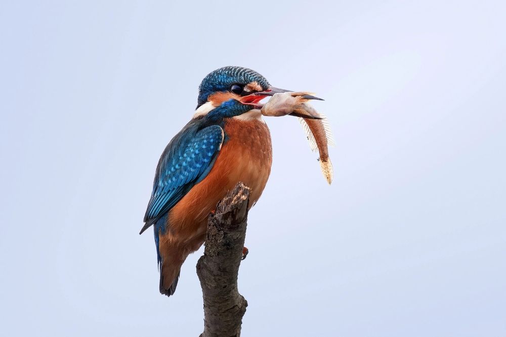 Фотография автора Vladimir Korovyakovsky