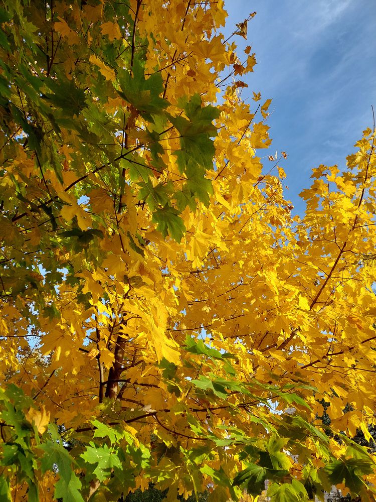 Фотография автора Светлана Дунаева