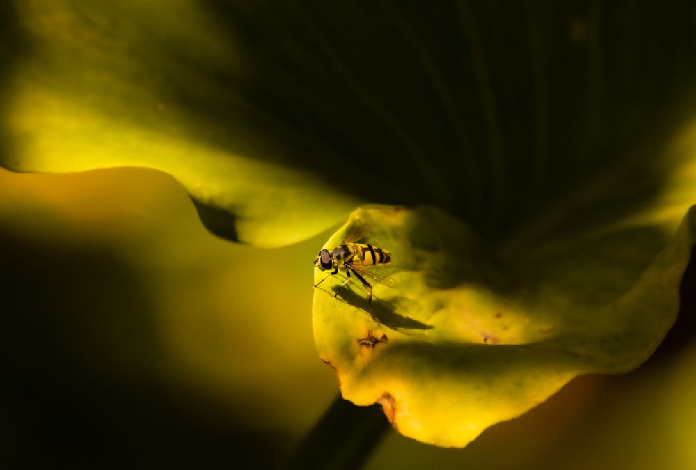 Photograph by HIRA SINGH