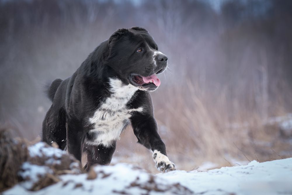 Photograph by Dina Damotseva