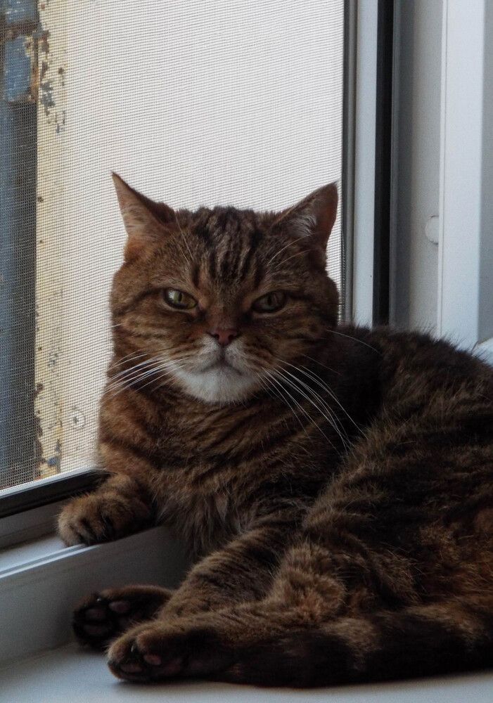 Фотография автора Анастасия Шафоростова