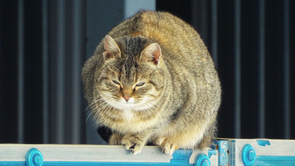 Фотография автора Анастасия Шафоростова