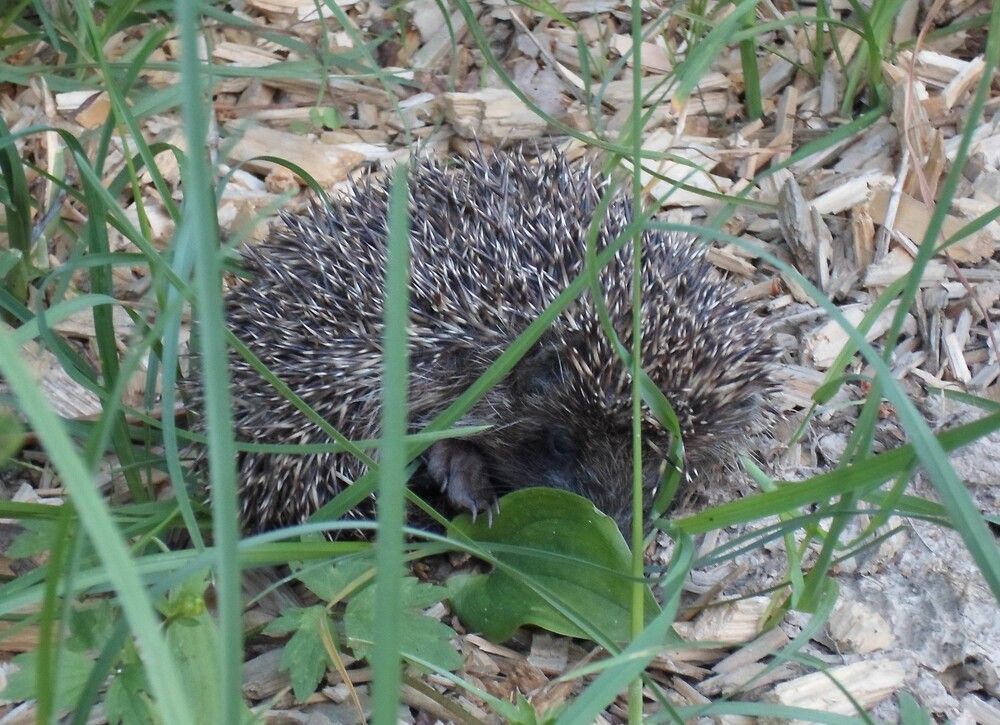 Photograph by Михаил Сербаев