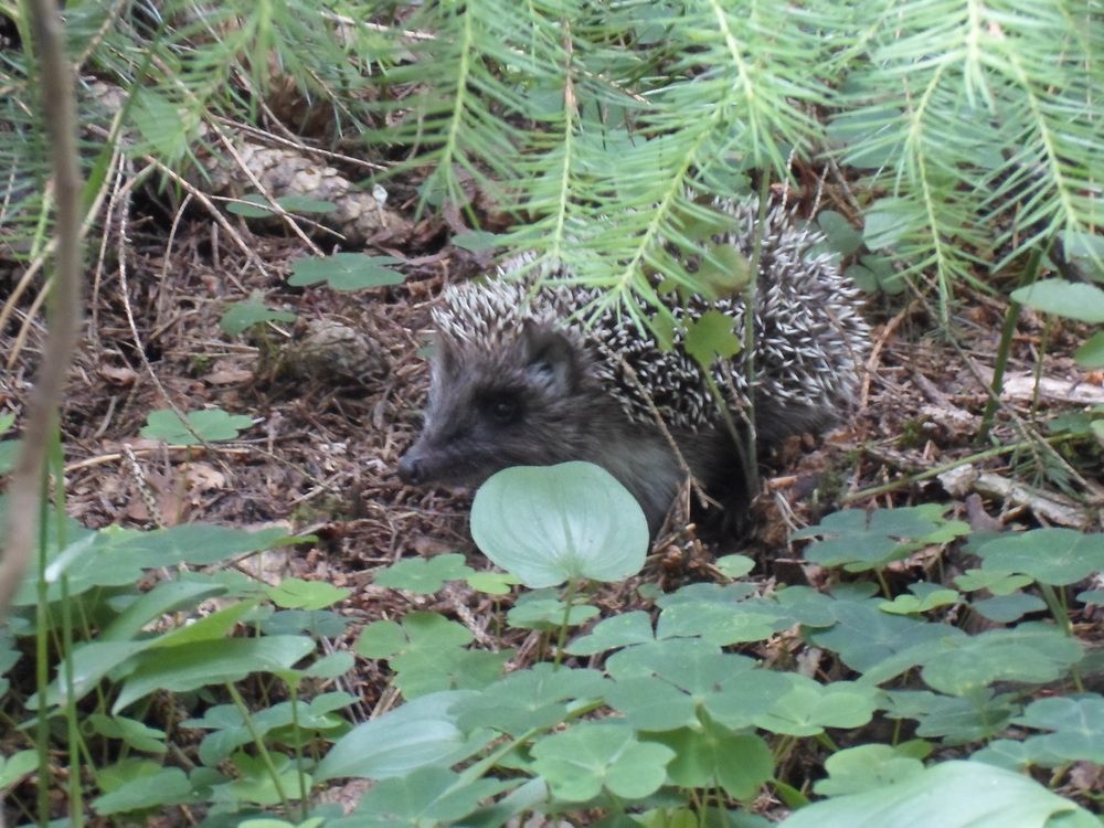 Photograph by Михаил Сербаев