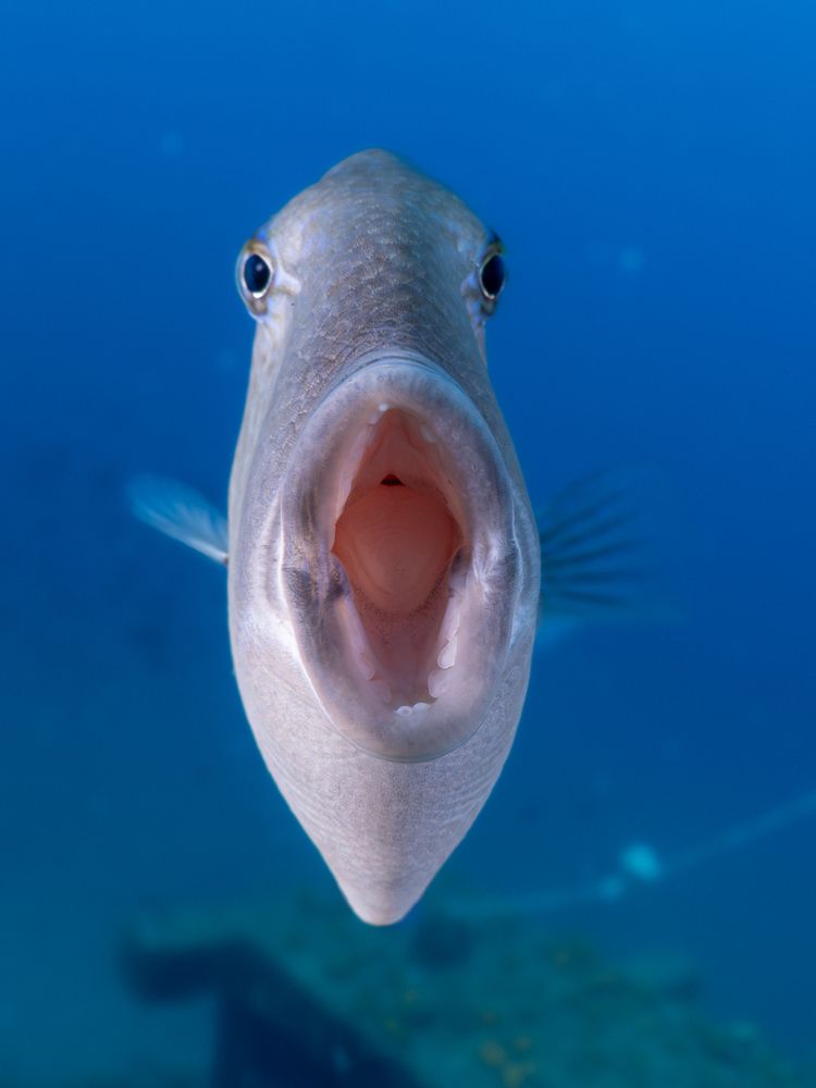 Фотография автора Francisco Sedano