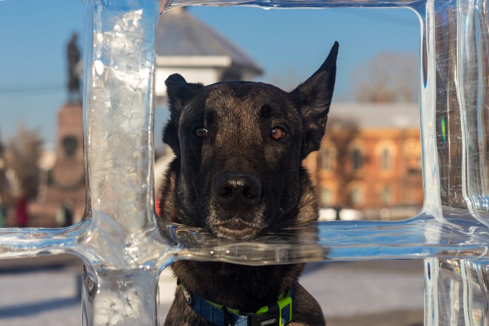 Малинуа и ледяная скульптура
