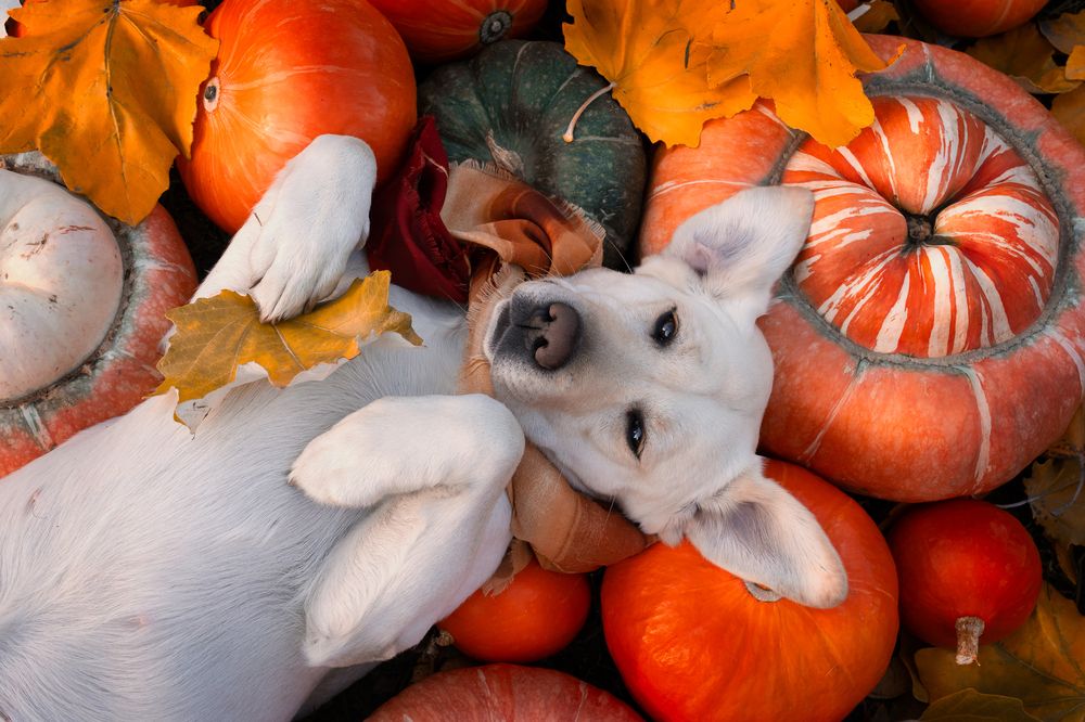 Фотография автора Елена Баврина