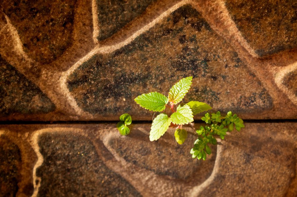 Photograph by Marco Lopes