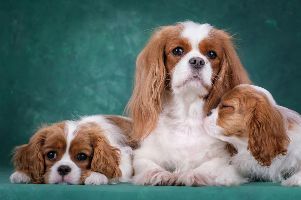 Photograph by Dina Damotseva