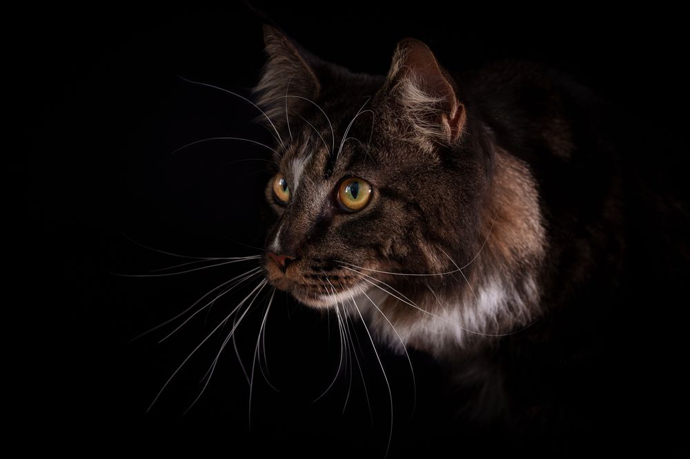 Фотография автора Елена Баврина