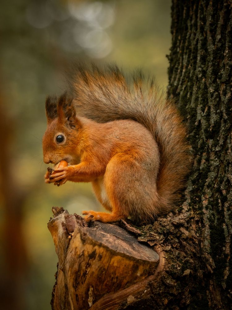 Photograph by Бравичева Анастасия
