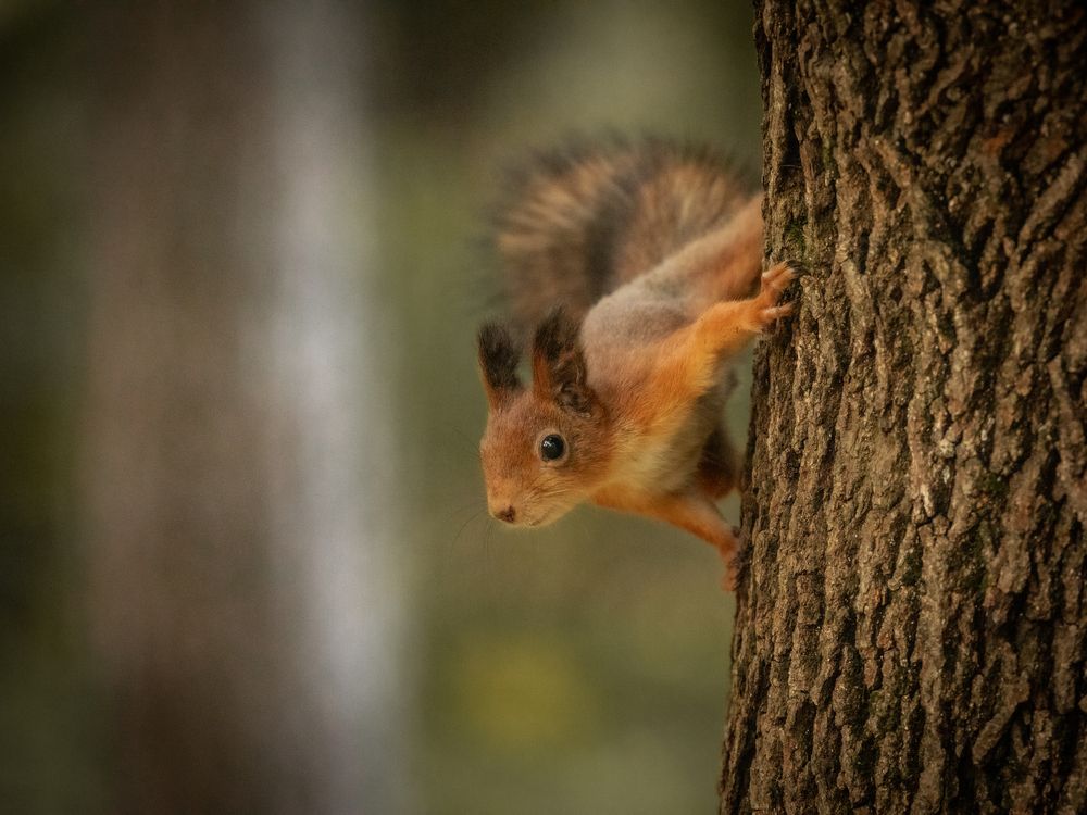 Photograph by Бравичева Анастасия
