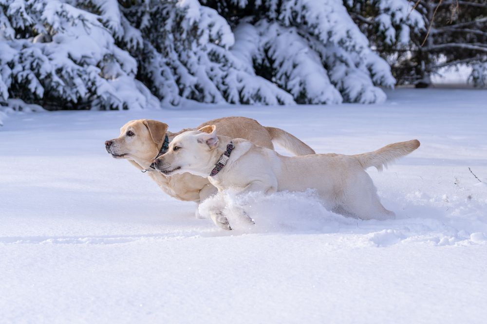 Фотография автора Елена Баврина